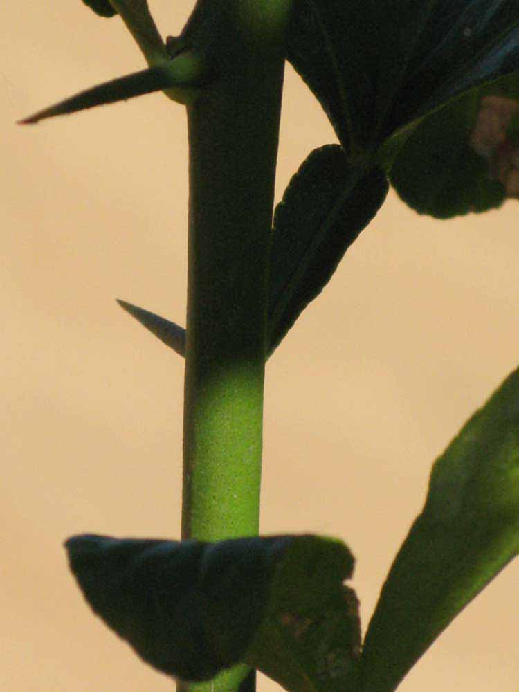            First year twig (Riverside, CA)   